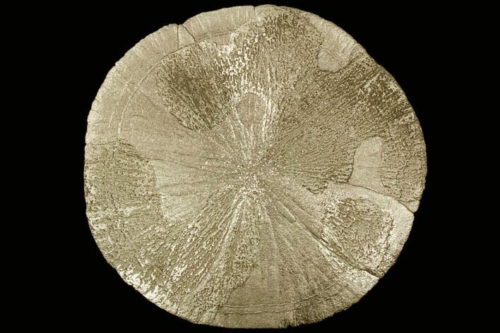 Large, Pyrite Sun - Sparta, Illinois #91013